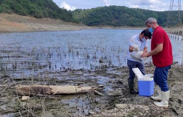 Alibeyköy Barajı'nda kıyıya vuran balıklardan ve sudan numune alındı