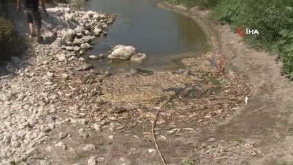 Su seviyesi düşen Asi Nehri'nde çok sayıda balık telef oldu