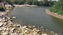 HATAY - Asi Nehri'nde balık ölümleri görülmesi üzerine çalışma başlatıldı
