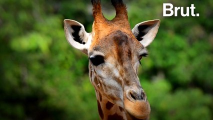 Les girafes, menacées d'extinction "silencieuse"