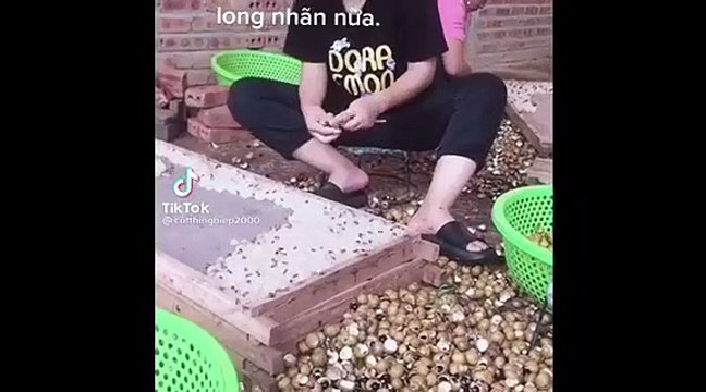 Clip cô gái tay không tách hột long nhãn, khắp nơi xung quanh đều là côn trùng