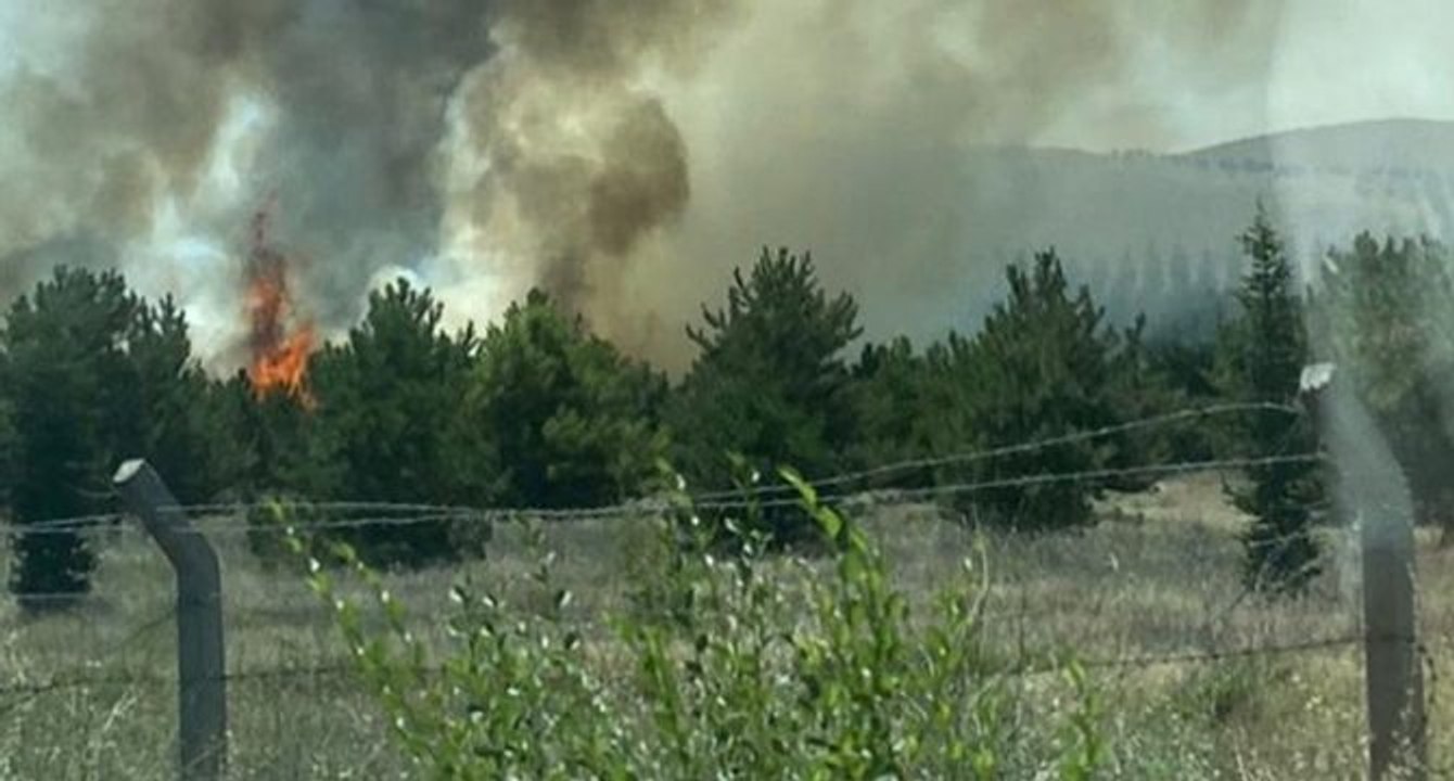 Atatürk Orman Çiftliği arazisinde yangın