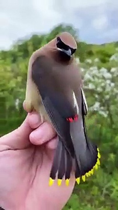 --اللہ_پاک_کی_خوبصورت_تخلیق--_سبحان_اللہ_❤