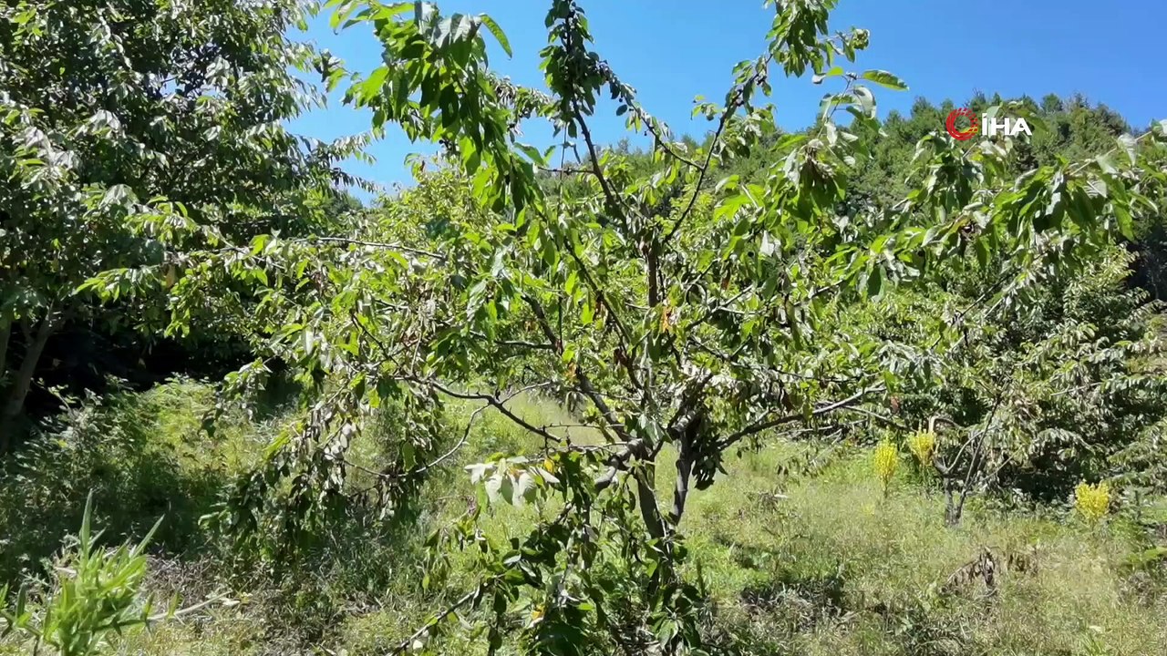 Bursa’da dağların zirvesindeki bahçesini yaban hayvanlarından böyle koruyor