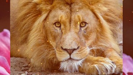 Koto San Ofshane inspirational  Music, Peacefull Music, Goal Achievment