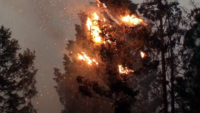 Emergenza incendi in California. Bruciano case e boschi