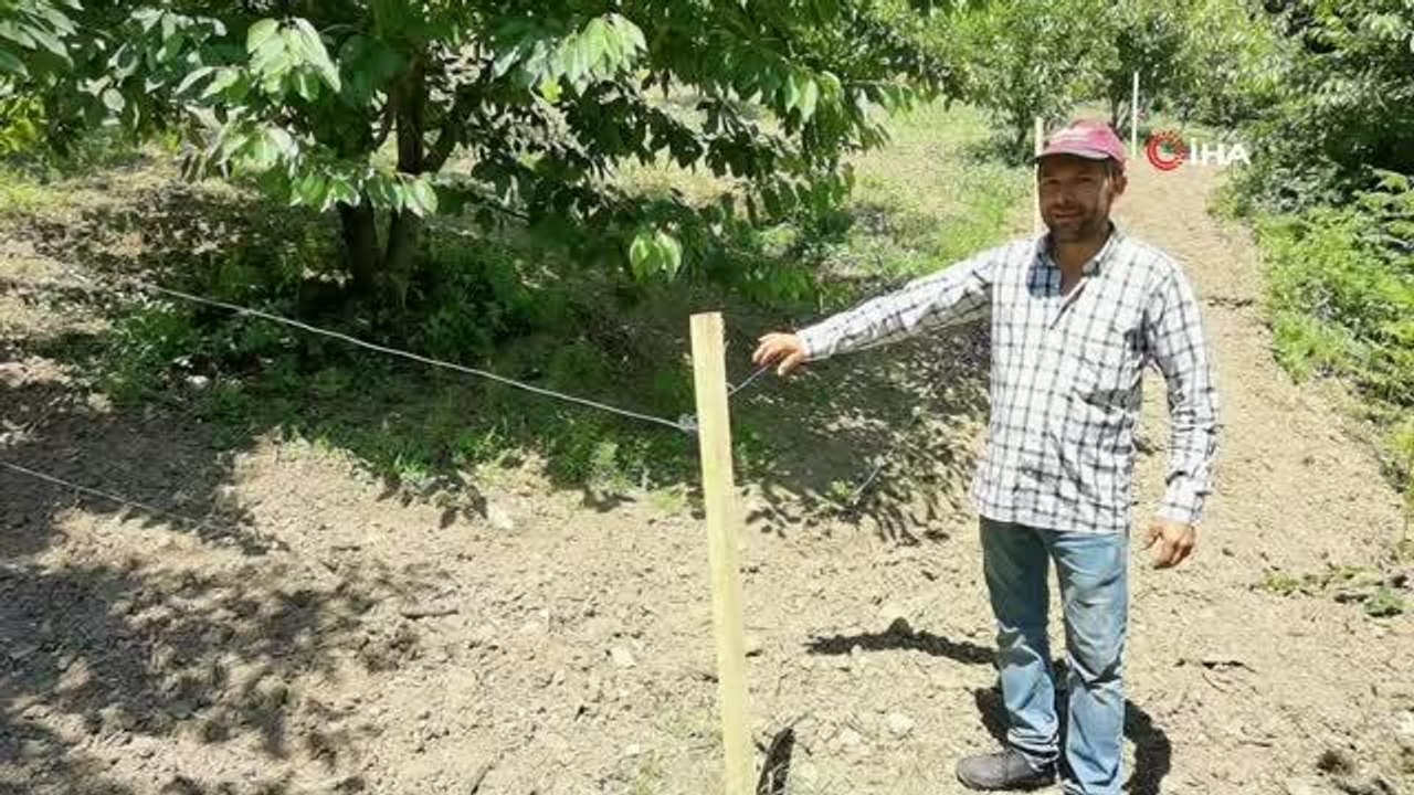 Bursa'da dağların zirvesindeki bahçesini yaban hayvanlarından böyle koruyor