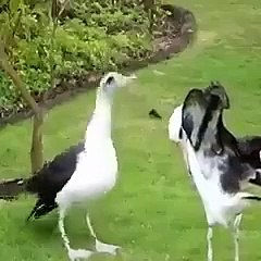 Have you seen more beautiful than that