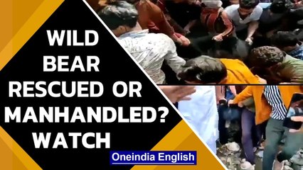 Kashmir: Wild black bear captured by Department of Wildlife Protection Force | Watch | Oneindia News