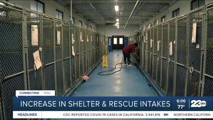 Increase in shelter and rescue intakes