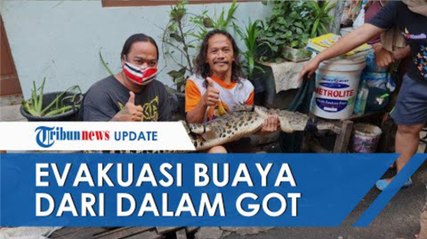 Detik-detik Evakuasi Buaya 165 Cm dari Got di Jakbar, Warga Kira Biawak, Mulutnya Mangap-mangap