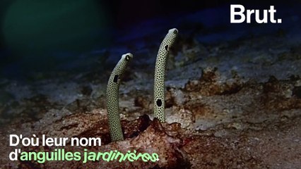 Les anguilles jardinières vivent enfoncées dans le sable