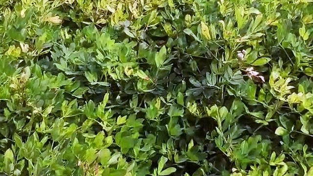 बुवाई लक्ष्य पर संकट, अब तक हुई बुवाई भी होने लगी चौपट