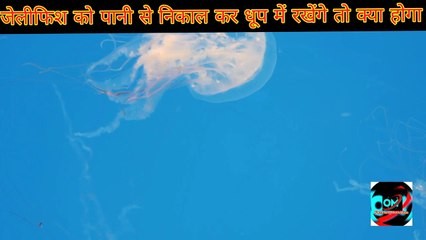 जेलीफिश को पानी से निकाल कर धूप में रखेंगे तो क्या होगा# Short #Facts By Om Facts and Motivation