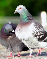The beautiful Red eye Pigeon |Love with Pets|