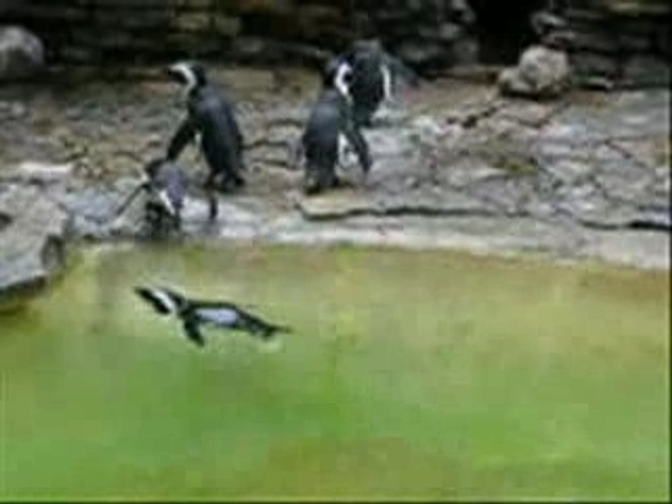 Zoo de bâle 2007