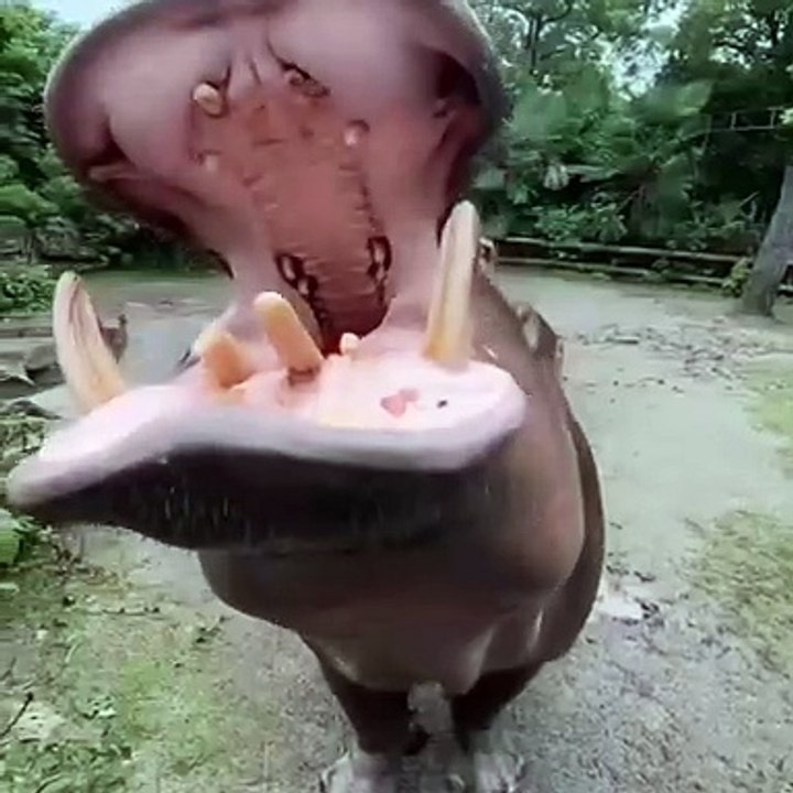 How strong. What is this!