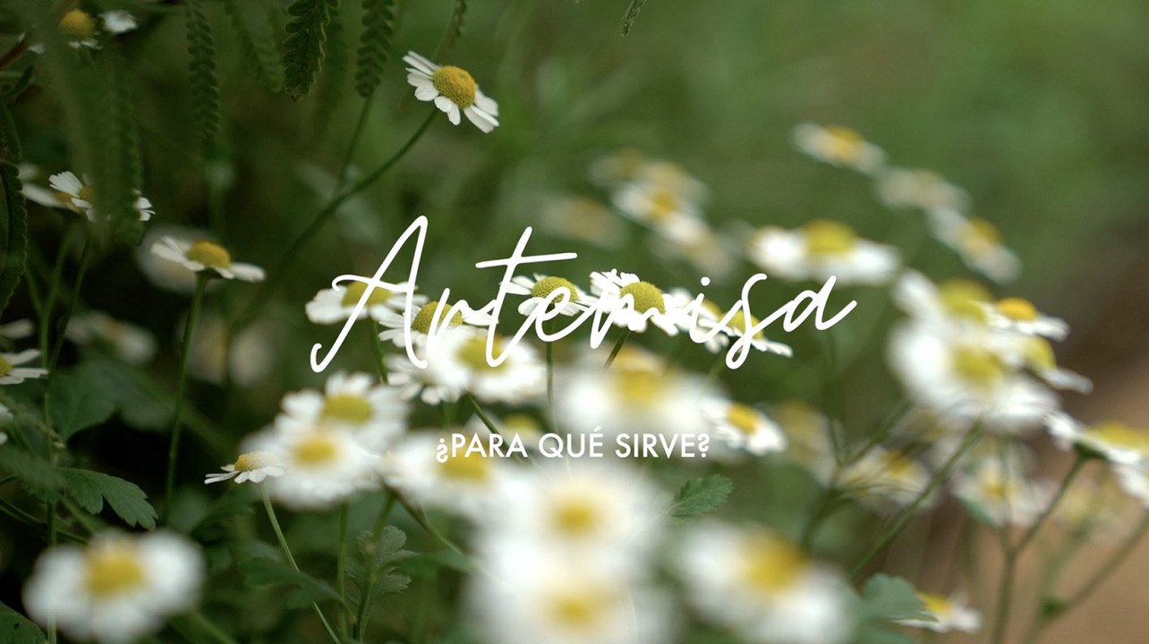 Artemisa o Moxa ¿para qué sirve - Propiedades medicinales