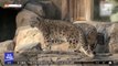 [이 시각 세계] 미국 동물원 눈표범 코로나 '감염'