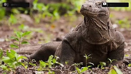 Manfaat Makan Pedas (Cabe) pada Tubuh