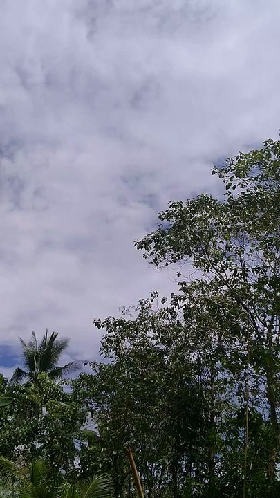 Green trees ft. Blue Skies