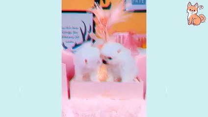 --Funny Dog Videos 2021-- -- It_s time to LAUGH wi(480P)