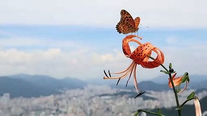 beautiful flowers and butterfly