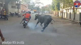 Funny videos of animals| when animals attack funny | unexpected animal attack funny