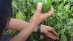 Watch: Preity Zinta Plants Strawberries And Vegetables In Her Backyard