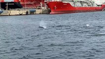 De dauphins aperçus à Martigues, au large de Caronte