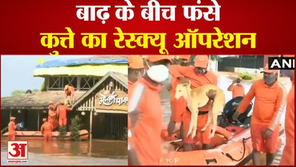 Maharashtra Flood| NDRF Rescue Dog From Rooftop Of Hotel In Shiroli Kolhapur | कुत्ते का रेस्क्यू