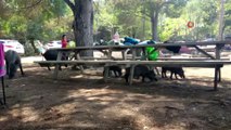 Milli Park'taki domuzlar tatilcilerin arasında dolaşmaya başladı