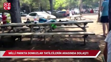 Domuzlar tatilcilerin arasında dolaşmaya başladı