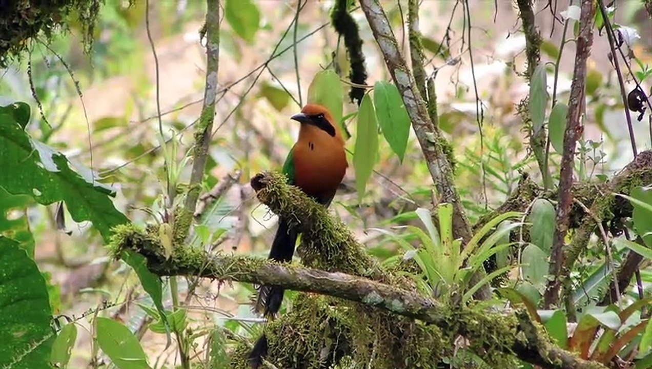 Astounding Birds Collection