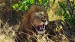Wild African Animals Safari  National Park with Nature Sounds