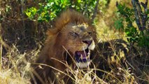 Wild African Animals Safari  National Park with Nature Sounds