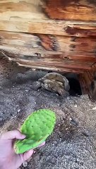 Kain Turtle Ng Cactus