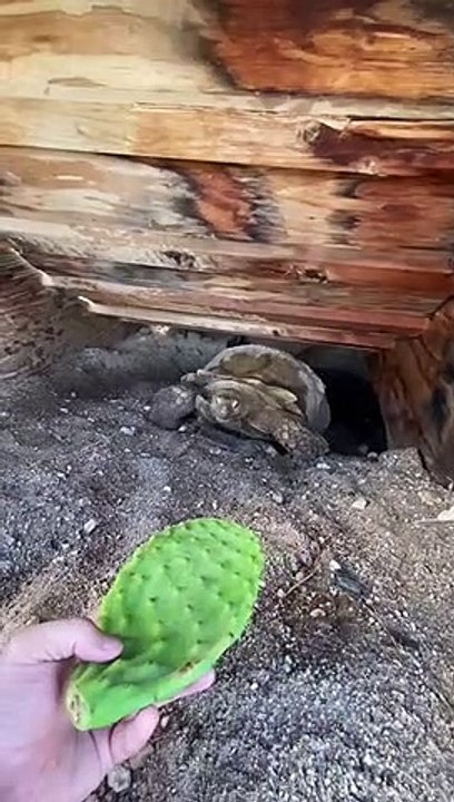 Kain Turtle Ng Cactus