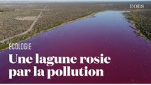 En Argentine, une lagune devient rose après le déversement de produits chimiques polluants