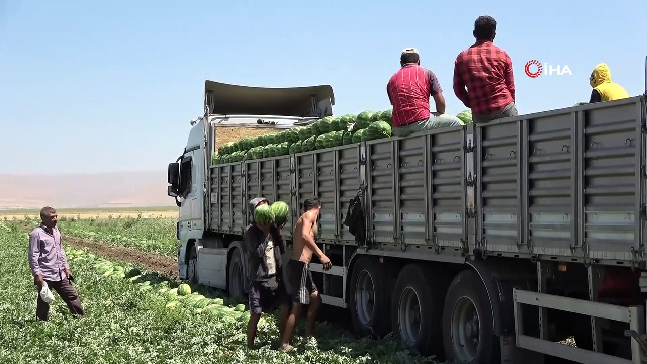 Muş’ta yılın ilk karpuz hasadına başlandı