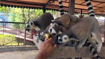 MERSİN - Tarsus Doğa Parkı'nın 'Madagaskarlı' sakinleri: Lemurlar