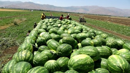 Muş'ta yılın ilk karpuz hasadına başlandı