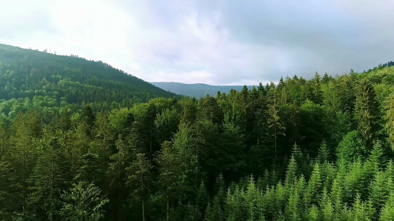 Relaxing soft piano music for stress relief with beautiful nature