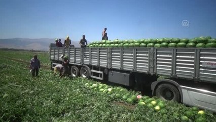 Karpuzdan 70 milyon lira gelir bekleniyor