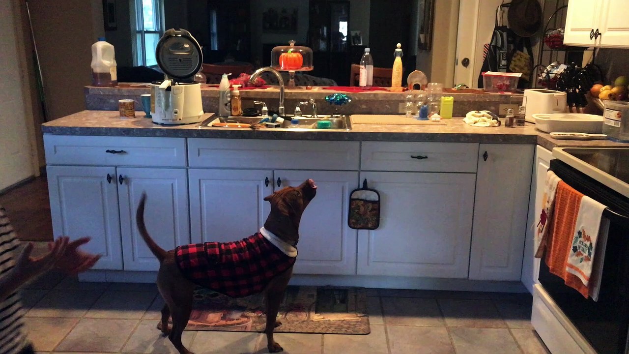 2020 11 21 09 54 09 Drone Dog Chase
