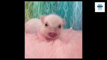 Cute and Funny Piglets...CUTEST COMPILATION