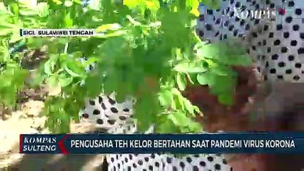 Pengusaha Teh Kelor Bertahan Saat Pandemi Virus Korona