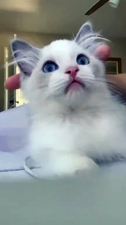 Life of being a kitty