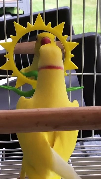 It's not another parrot