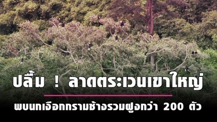ปลื้ม ! ลาดตระเวนเขาใหญ่ พบนกเงือกกรามช้างรวมฝูงกว่า 200 ตัว